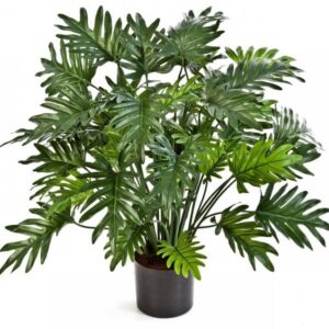 Philodendron Selloum 75cm